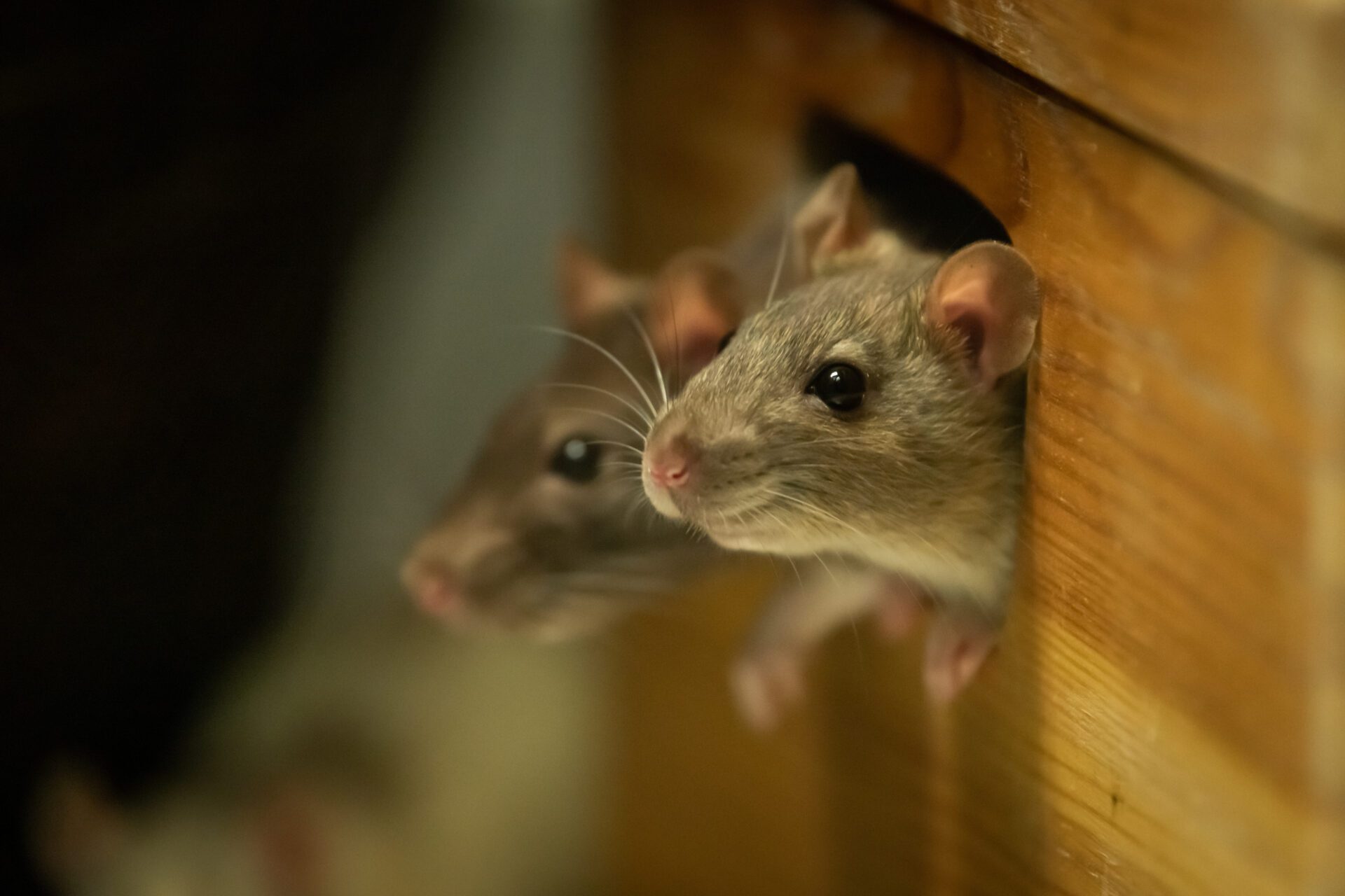 Two rats looking out of a wooden box Two cute rats looking out of a wooden box